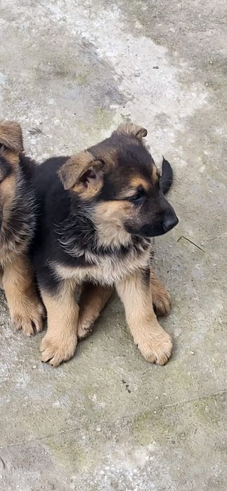 Овчарка немецкая щенки