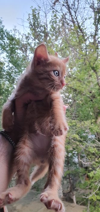 Домашний мушук боллари сотилади