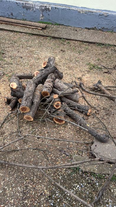 Отдам даром Дрова / тегін отын