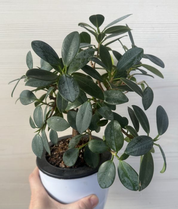 Продам фикусы разные