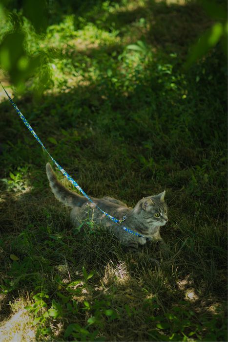 Кошка (8 мес) ищет дом