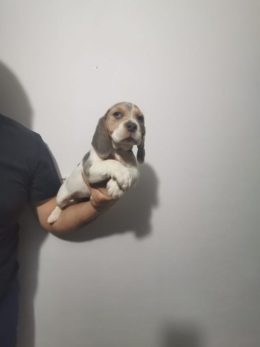 Rezervări beagle blue