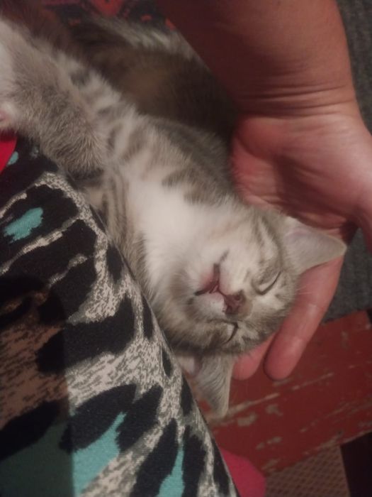 Отдам котенка бесплатно