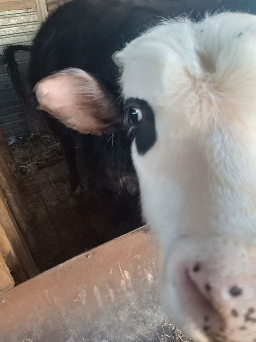 Бычки по  600000 тенге