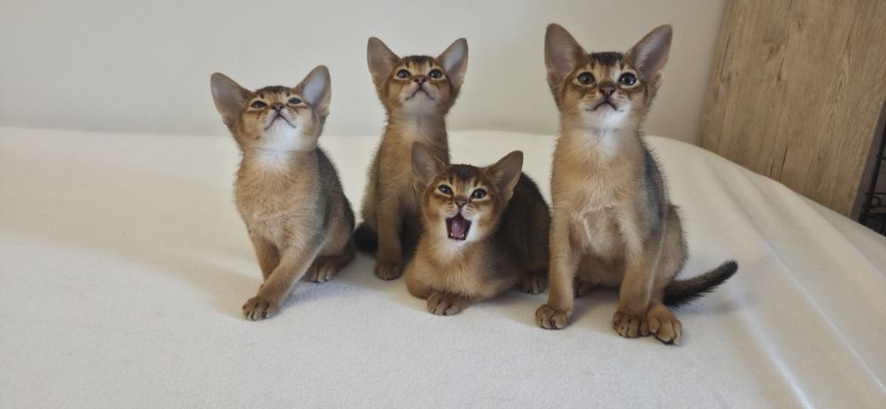 Pisici Abyssinian