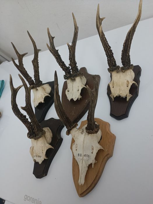 Trofeu căprior pe panoplie de stejar