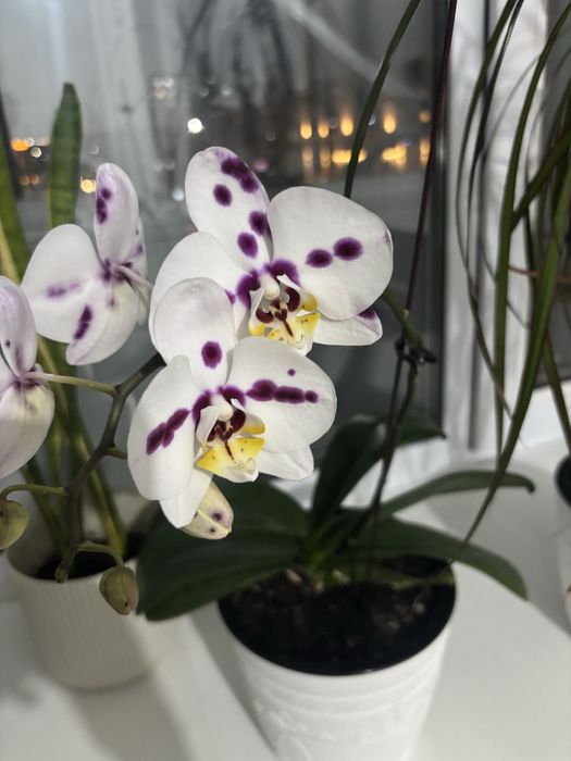 Продам орхидею и шефлеру