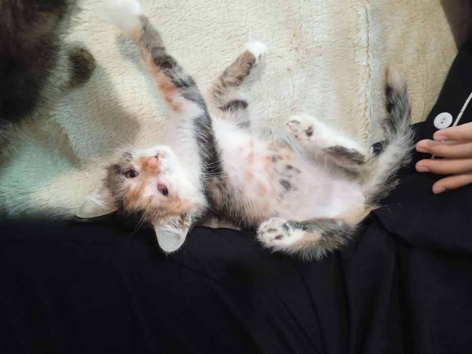 Котенок девочка.