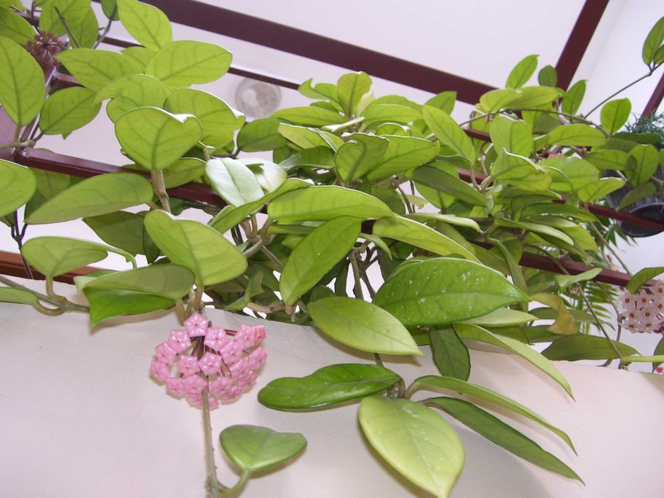 фотоапарат Kodak C533