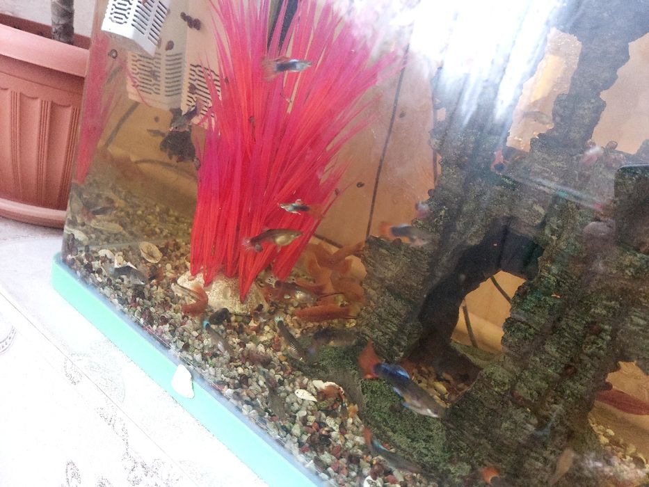 Продам Аквариум с рыбками