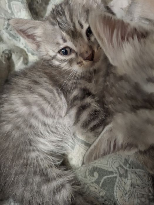 Отдам котят в добрые руки