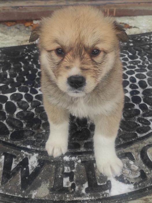 Щеночки в хорошие руки