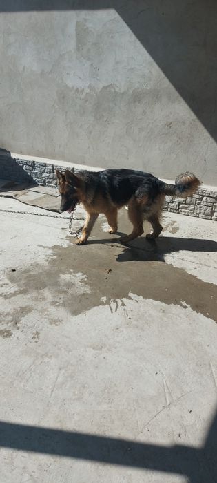 Продам немецкую овчарку