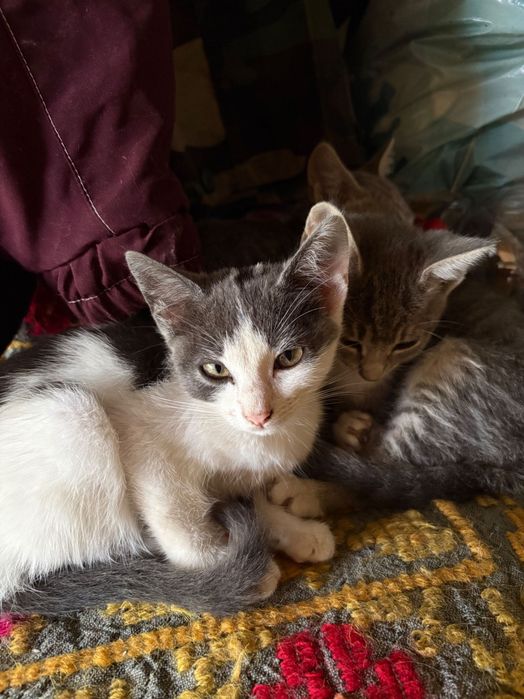 Pisici pentru adoptie
