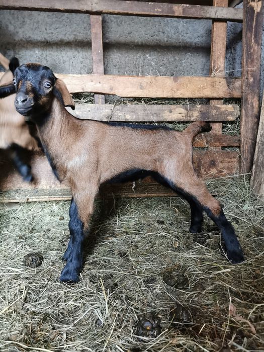 Avem un țapic metis