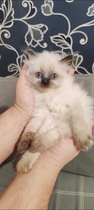 birmanez băiat de mic pui