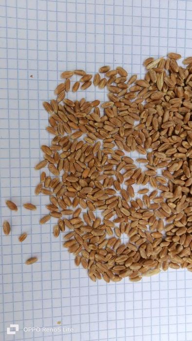 Пшеница семенная 1 репродукция .