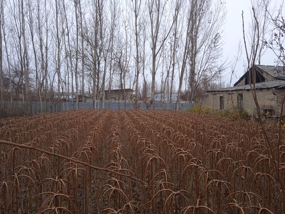 Зонтик тут кучатлари