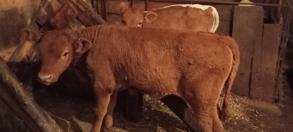 Vând 2 vițele angus