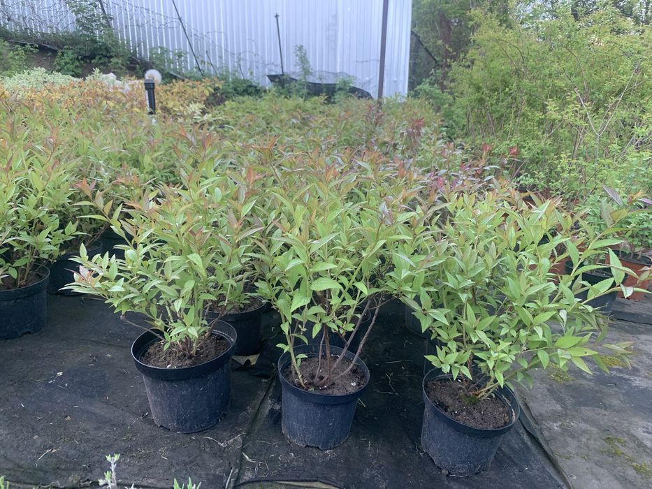 Кустарники хвойники травы