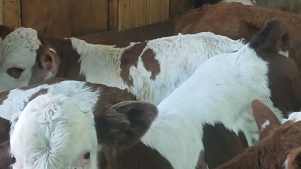 Vitei baltata si belgian