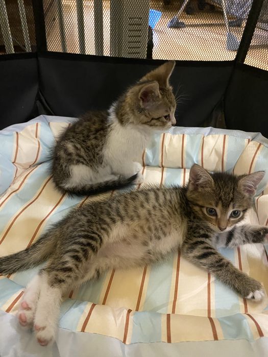 Котята в добрые руки!