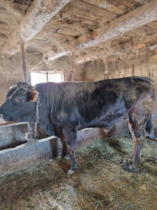 Бык племянной алатауский