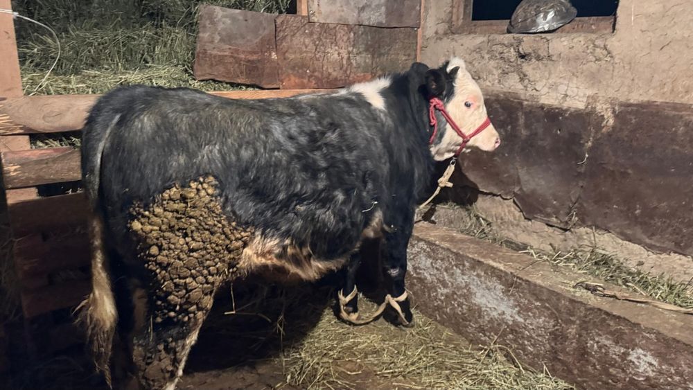 Сатылып кетті бұха