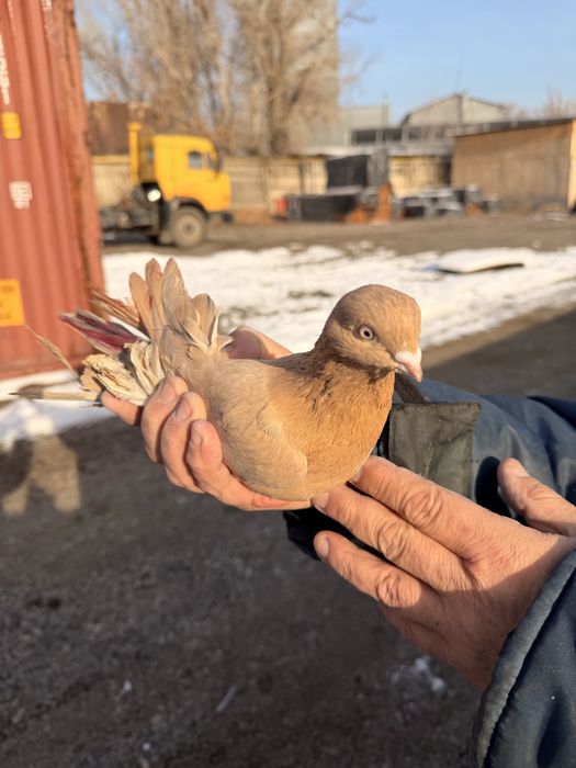 Голуби красные с игрой и летом.