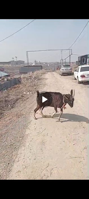 Ешкы. Коза.  4 жаста.  Альпи ешкысы