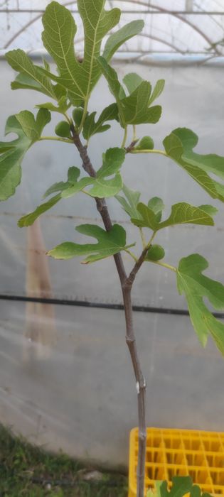 Smochin smochini galben verde diverse mărimi preț de la 15 lei