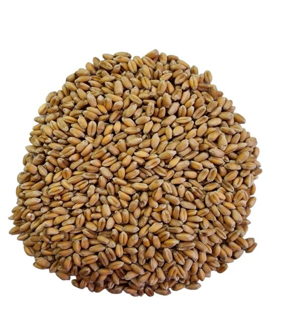 Grâu bun de vânzare – preț avantajos 1,50 RON/kg