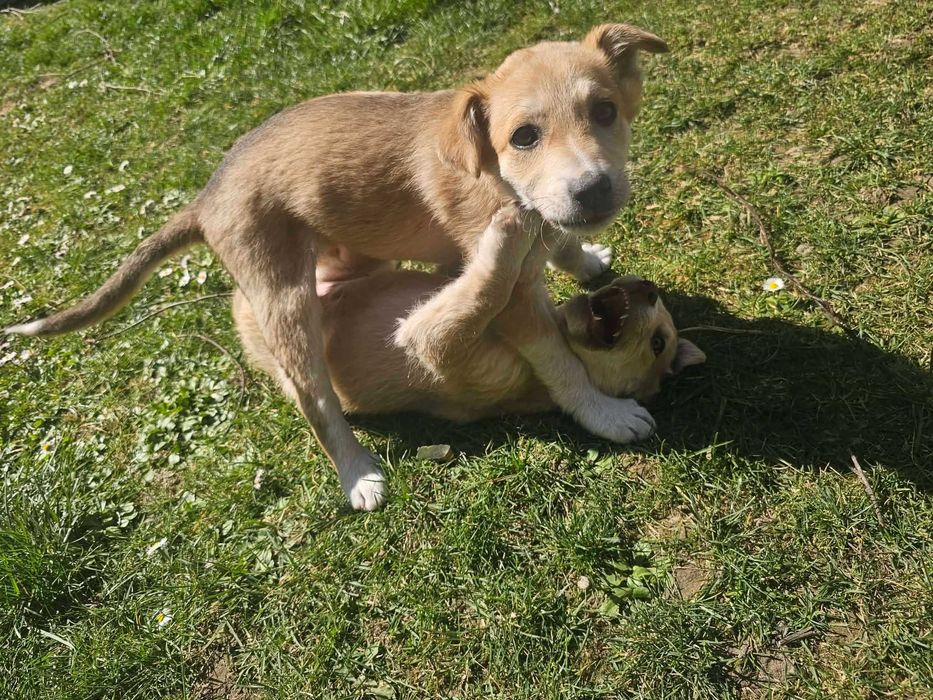 Cateluse spre adoptie