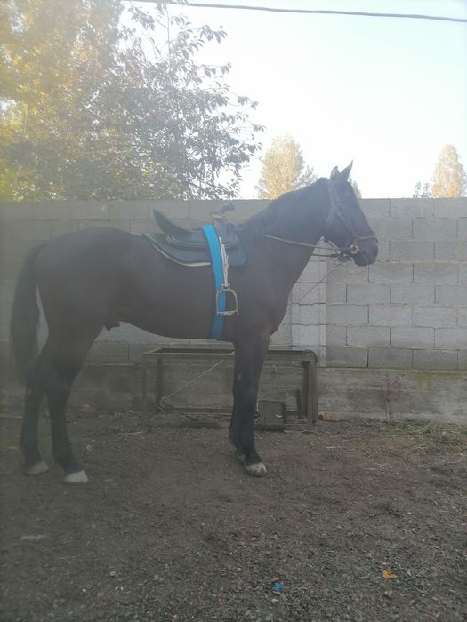 От сотилади 7 еш