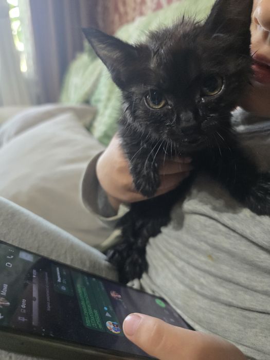 Котёнок девочка бесплатно. Хутор