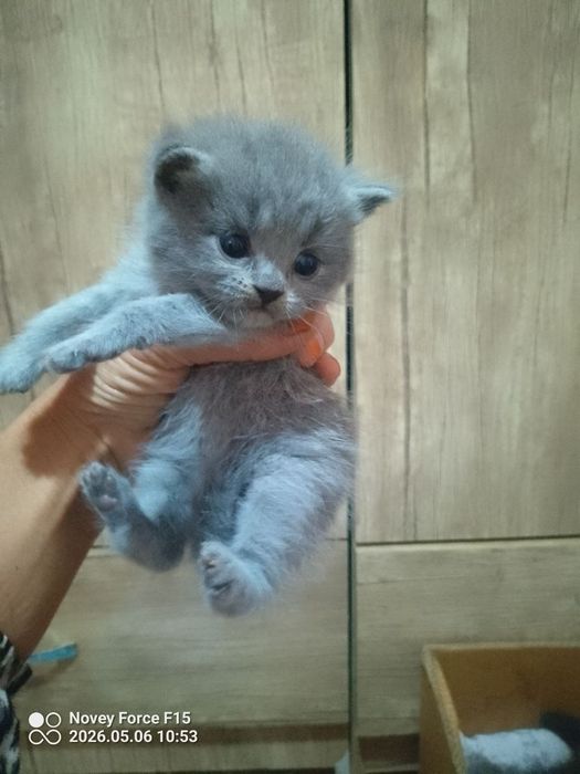 Preiuim mushukchalar sotiladi

Scottish Fold — oppoq yoqi