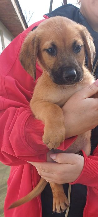 Donez doua cateluse!