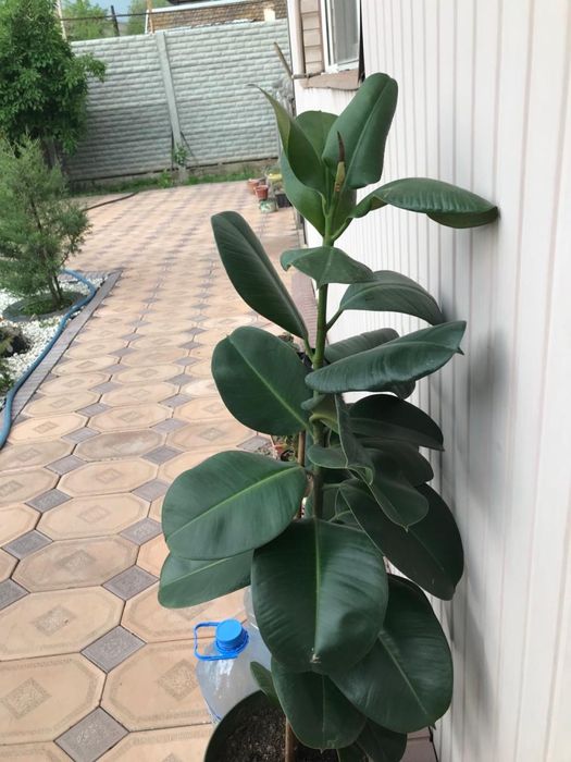 Фикус, алое продаю