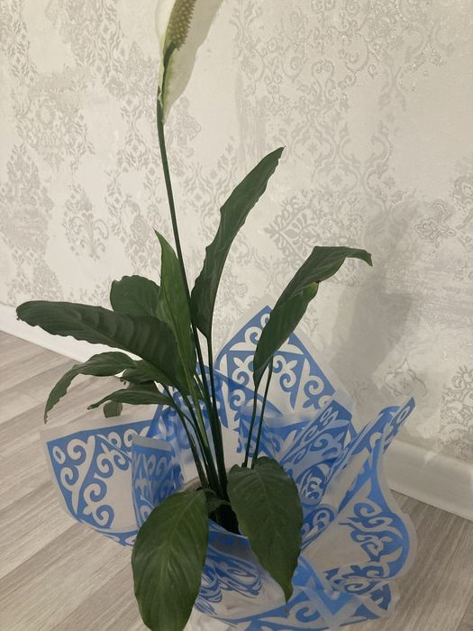 Женское счастье
