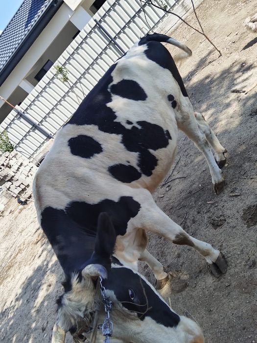 Vacă de vânzare!