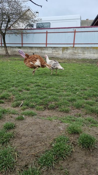 Disponibile oua de curcă.