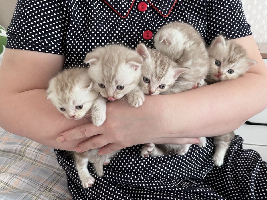 Котята Шотландцы мальчики 45.000