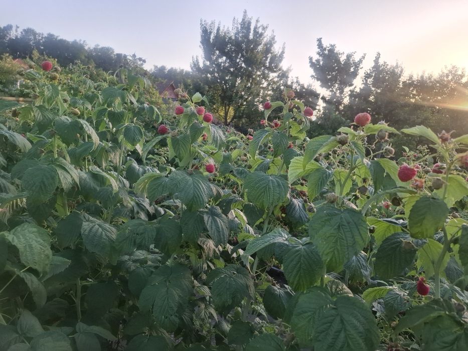 Vând butasii de zmeură polka/ căpșuni