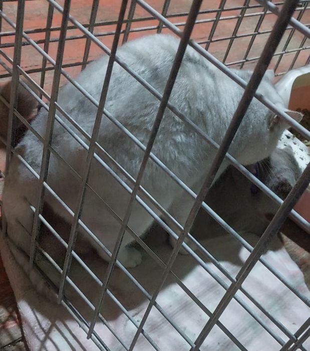 Вяскага Британиски Шиншилла 1.5 йош вяскани яхши к,илади