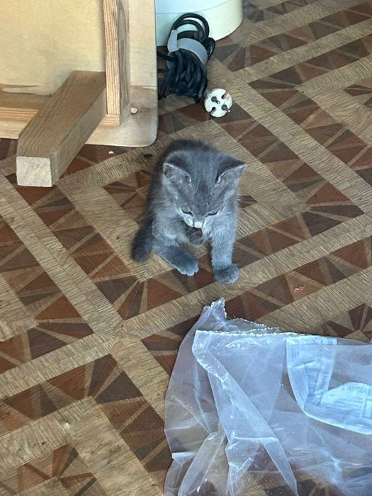 Отдам котят в добрые руки