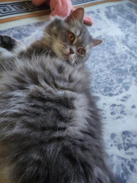 Продам котят бринтацев