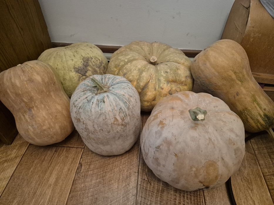 Тыква 265тг за кг