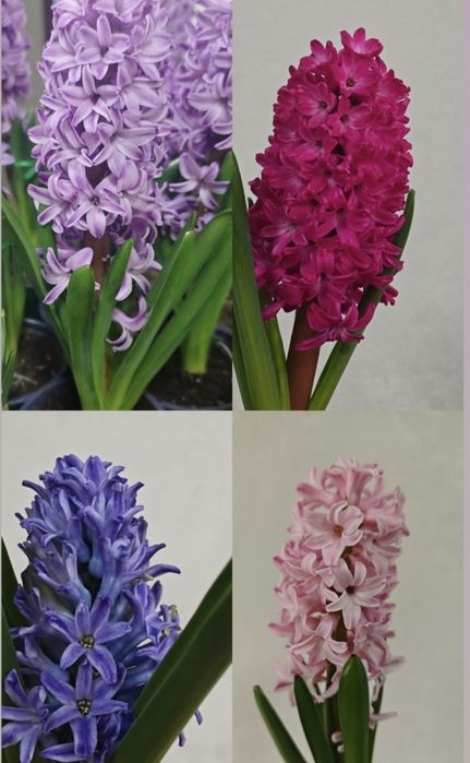 Гиацинты , оптом и в розницу