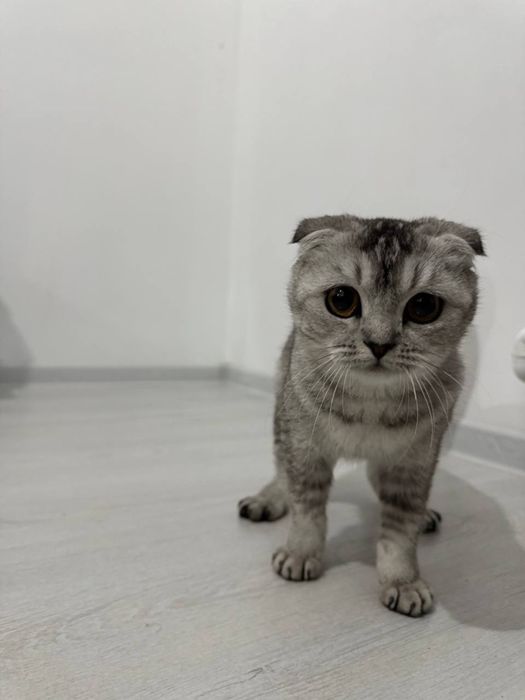 Skotish fold mushuk sotiladi. Iltimos boqish uchun oling