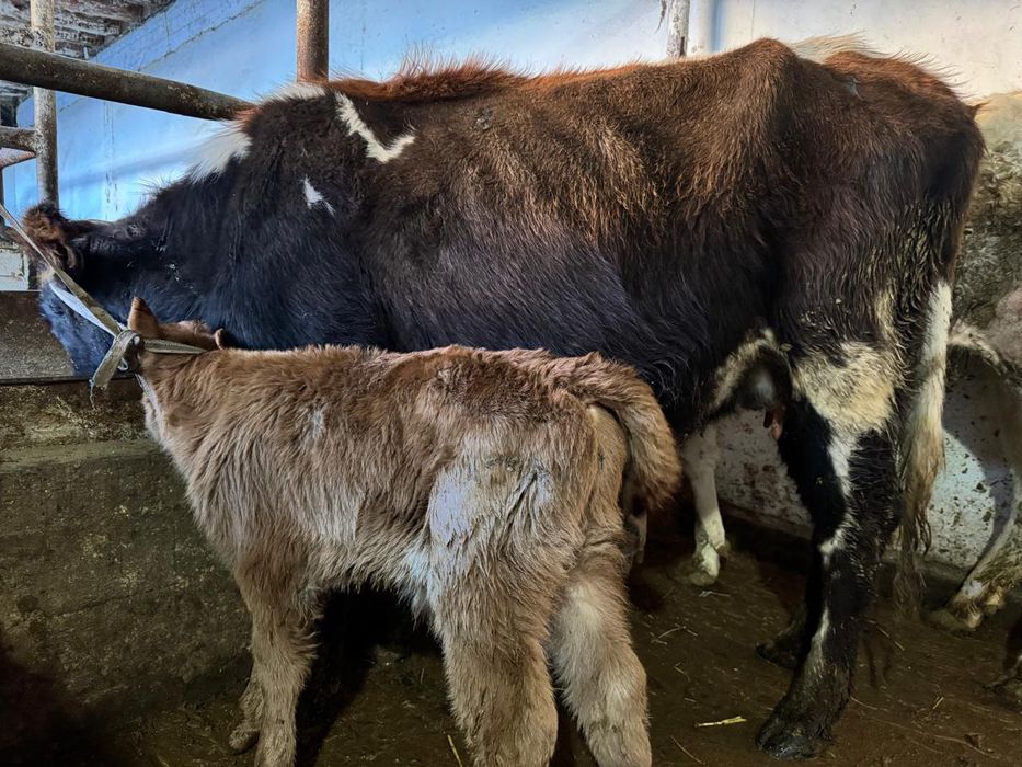 Бірінші тума Сауынды  қашар